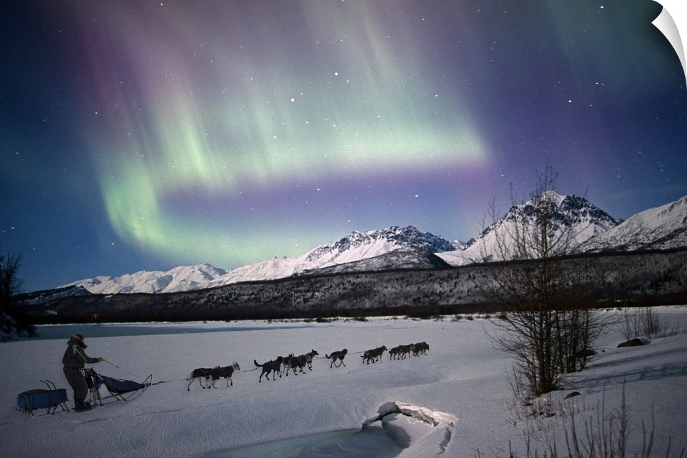 The Northern Lights brighten the night sky as a dog team walks up a snowy hill.