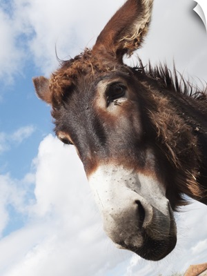 Donkey's head against a blue sky with cloud, Charente, France