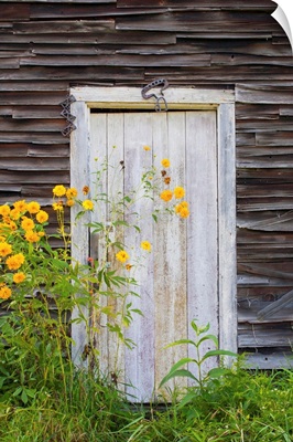 Door To An Old Shed With Wildflowers Growing Outside; Iron Hill, Quebec, Canada