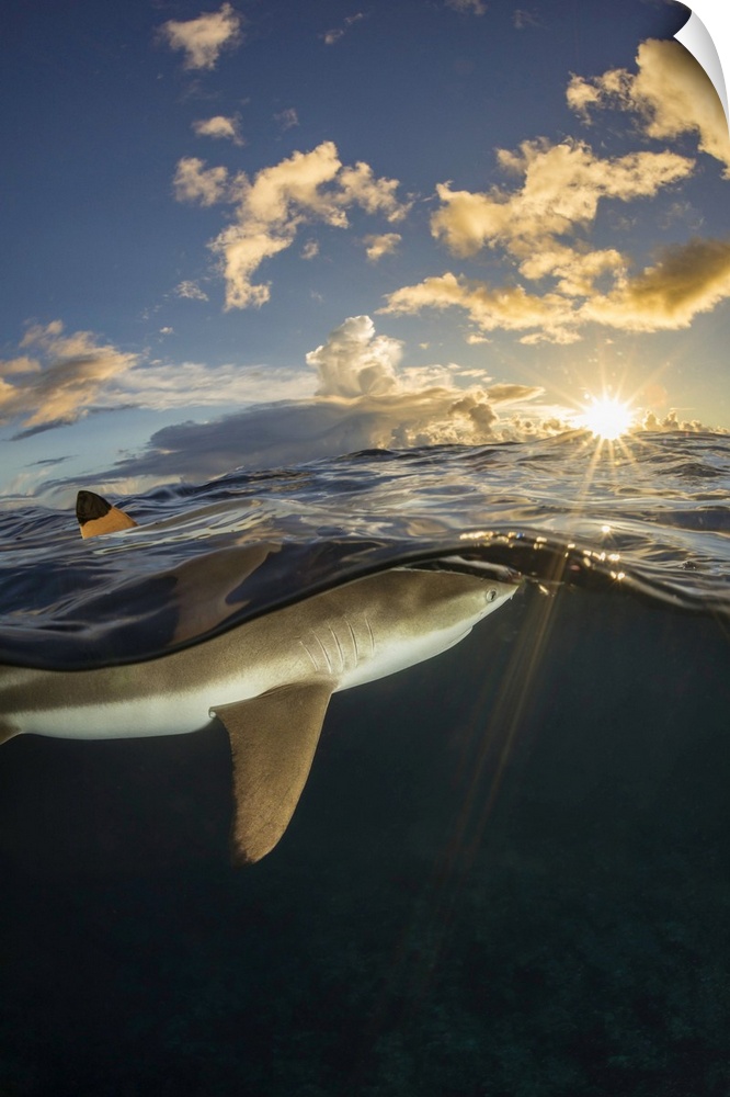 Dorsal fin of a blacktip reef shark (carcharhinus melanopterus) breaks the surface off the island of yap, federated states...