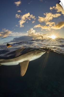 Dorsal Fin Of A Blacktip Reef Shark Breaks The Surface Off The Island Of Yap, Micronesia