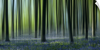 Dreamy Bluebell Woodland In Spring