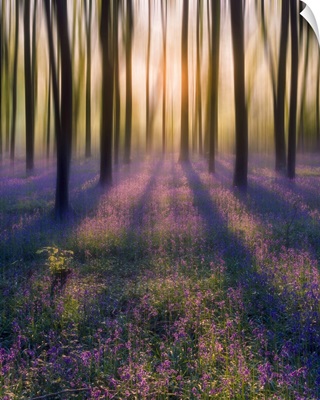 Dreamy Bluebell Woodland Sunrise In Spring
