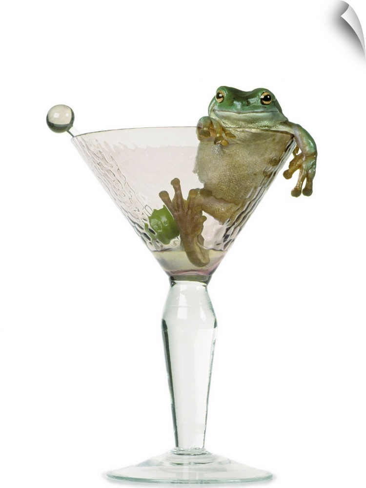 Drunken Frog In Empty Martini Glass