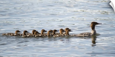 Duck And Ducklings Swimming In A Row