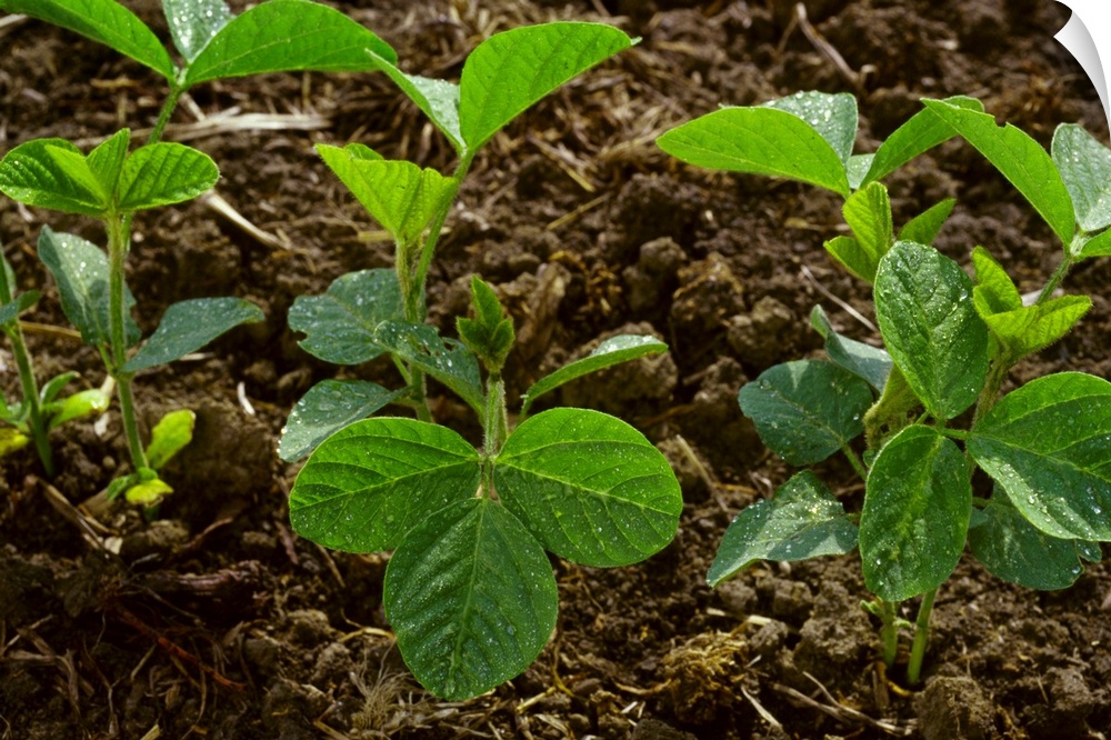 Early growth soybean plants growing in a minimum tillage field, Mississippi