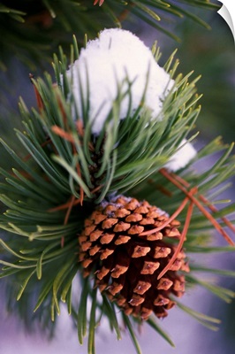 Early Snow On Pine Tree Branch With Pinecone
