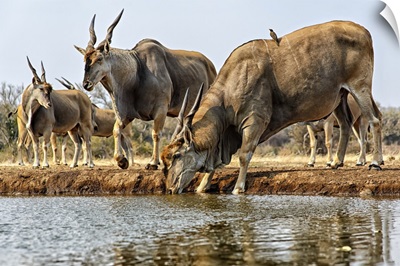 Eland Drinking Water, Mashatu, Botswana