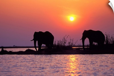 Elephant Silhouettes