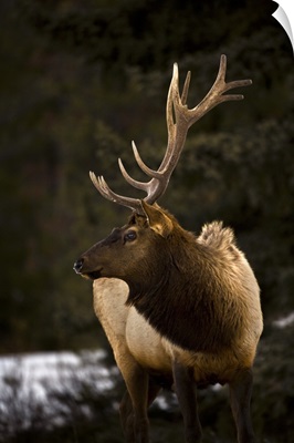 Elk (Cervus Canadensis) Bull Looking To The Side