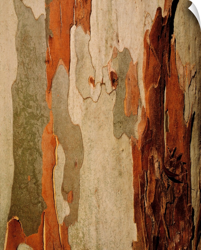Eucalyptus bark, mount usher, co Wicklow, Ireland.