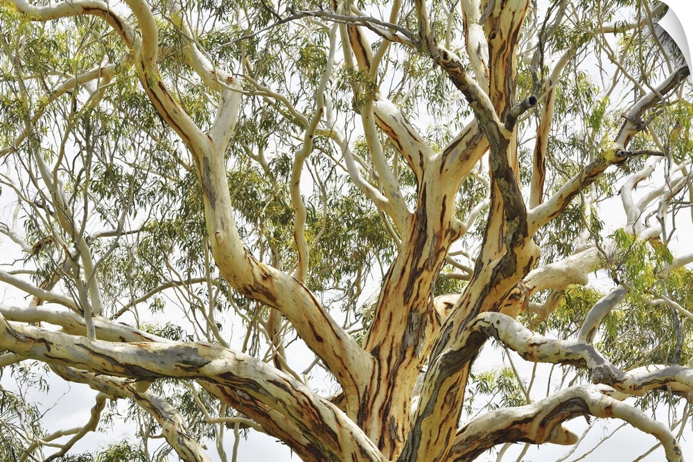 Eucalyptus Tree, Great Sandy National Park, Queensland, Australia