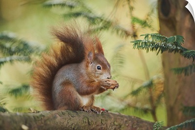 Eurasian Red Squirrel (Sciurus Vulgaris), Bavaria, Germany