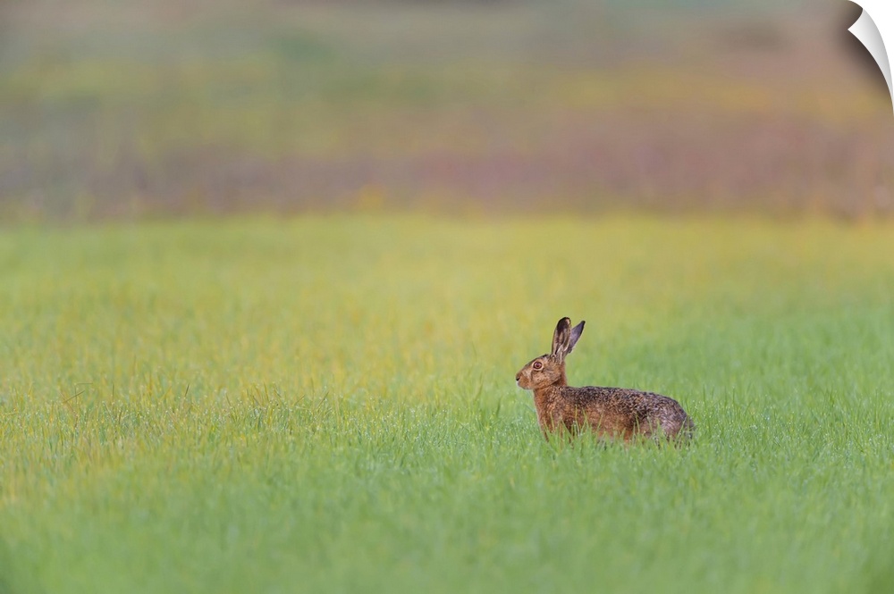 European Brown Hare (Lepus europaeus) in Grain Field, Gunzenhausen, Weissenburg-Gunzenhausen, Bavaria, Germany