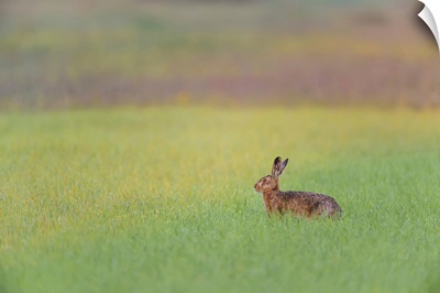 European Brown Hare In Grain Field, Weissenburg-Gunzenhausen, Bavaria, Germany