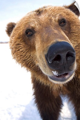 Extreme Close-Up Of Brown Bear, Alaska Wildlife Conservation Center