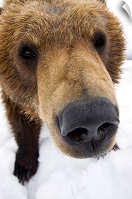 Extreme close up of brown bear at the Alaska Wildlife Conservation Center