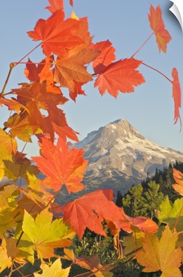 Fall Colors From Bonney Butte, Mt Hood National Forest, Oregon