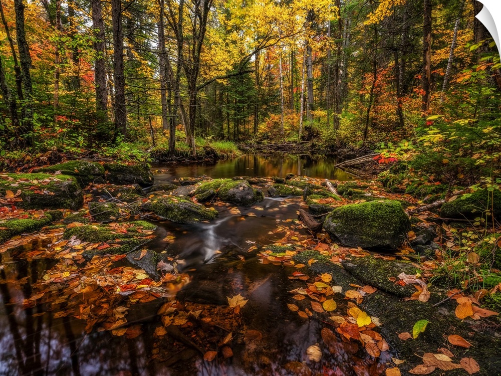 Fall colours along a remote stream in rural Ontario, Algonquin Provincial Park; Ontario, Canada.