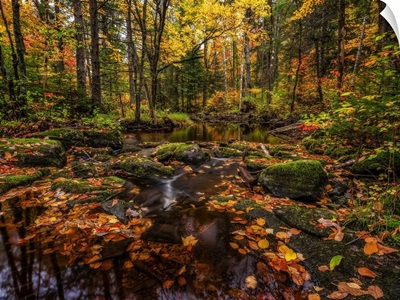 Fall Colours Along A Remote Stream In Rural Ontario, Algonquin Provincial Park, Canada