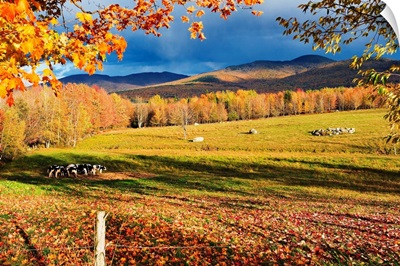 Fall Colours, Cows In Field And Mont Sutton, Sutton, Quebec, Canada