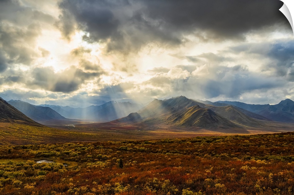Fall colours ignite the landscape of the Dempster Highway with vibrant colours; Dawson City, Yukon, Canada.