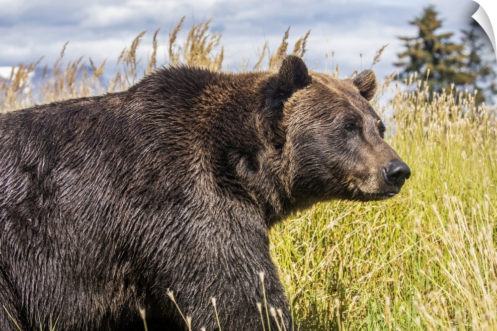 Female Brown bear (Ursus arctic), captive animal, Alaska Wildlife Conservation Center; Portage, Alaska, United States of A...