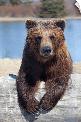 Female Brown Bear At The Alaska Wildlife Conservation Center, Alaska