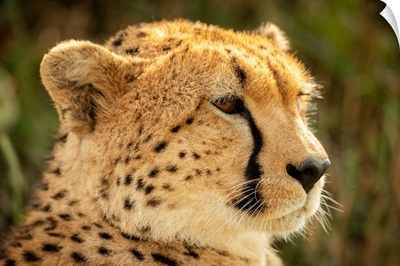 Female Cheetah Head Facing Right, Klein's Camp, Serengeti National Park, Tanzania