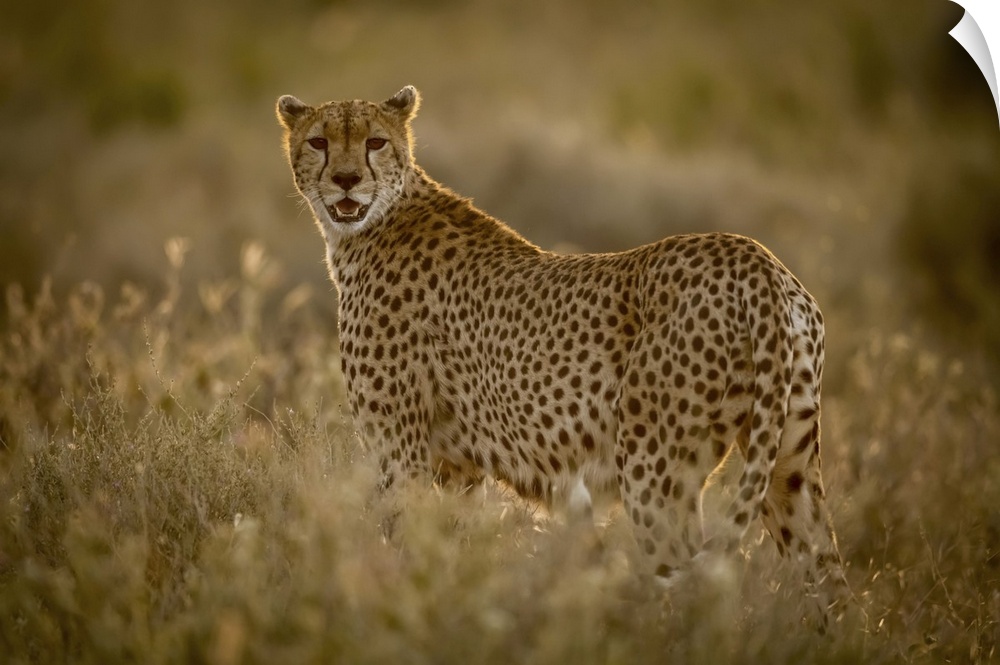 Female cheetah (acinonyx jubatu) stands in grass watching camera, Serengeti national park, Tanzania.