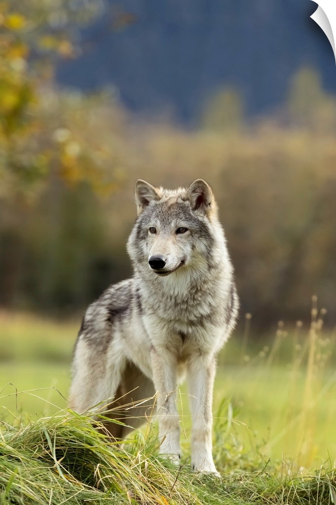 Female Gray Wolf (canis lupus), captive, Alaska Wildlife Conservation Center, Portage, Alaska, United States of America.