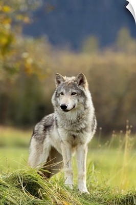 Female Gray Wolf, captive, Alaska Wildlife Conservation Center, Portage, Alaska