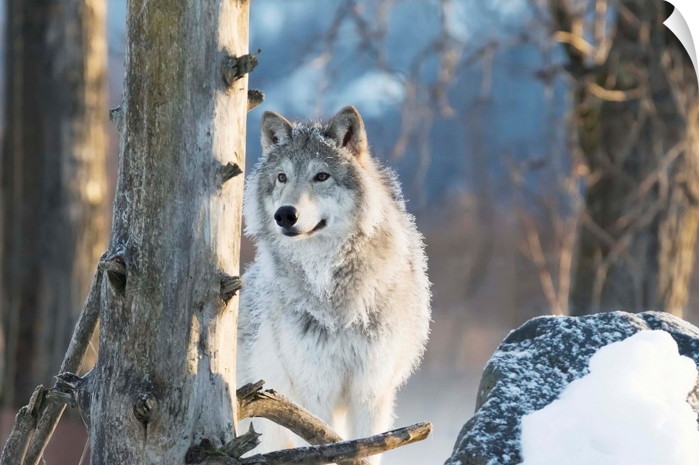 Female Gray Wolf (canis lupus), captive, Alaska Wildlife Conservation Center, Portage, Alaska, United States of America.