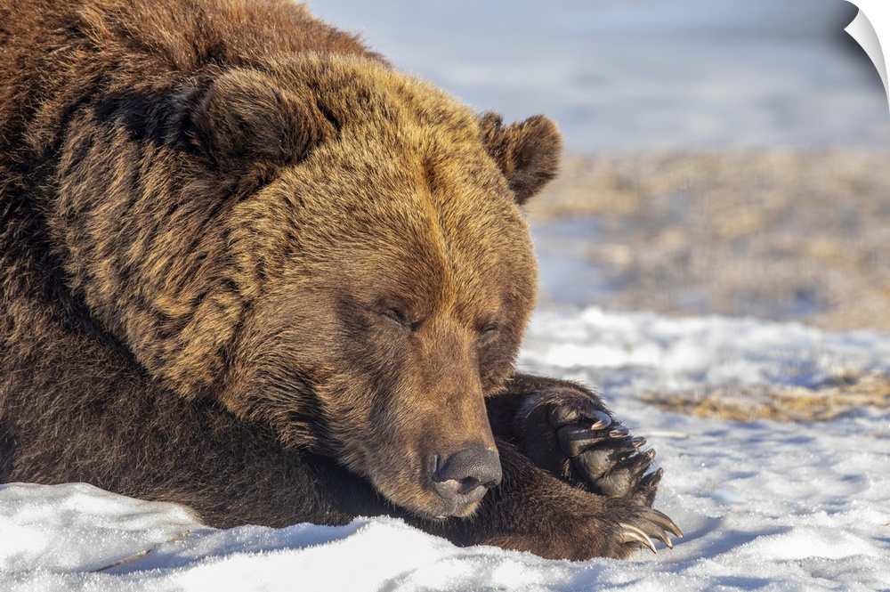 Female Grizzly bear (Ursus arctic sp.) resting in the snow, Alaska Wildlife Conservation Center, South-central Alaska; Por...