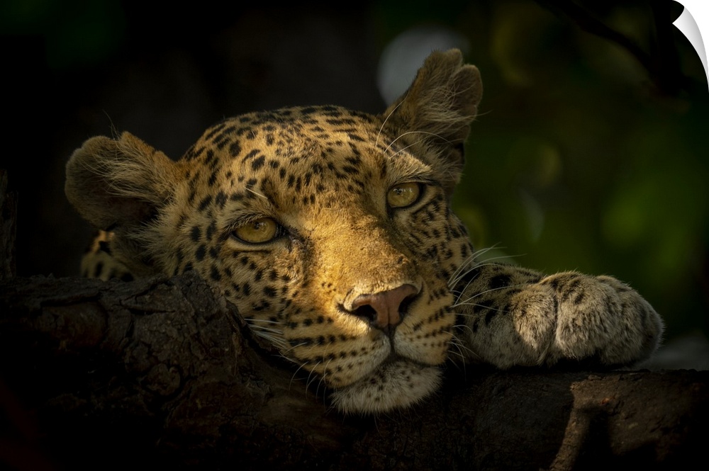 Close-up portrait of a female leopard (Panthera pardus) lying in dappled sunlight with her head resting on a tree branch, ...