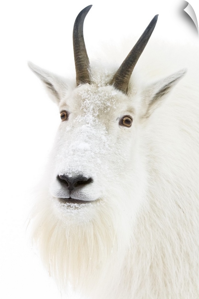 A female Mountain goat looks at camera.  Portrait shot of a captive goat.  Winter.  A few specks have been photoshopped ou...