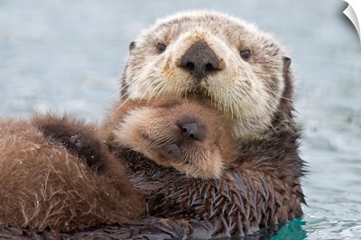 Female Sea otter holding newborn pup out of water, Prince William Sound