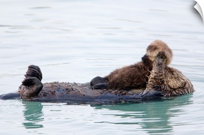 Female Sea Otter Holds Newborn Pup While Floating In Prince William Sound, Alaska