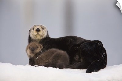 Female Sea Otter On A Snow Mound With Newborn Pup, Prince William Sound, Alaska