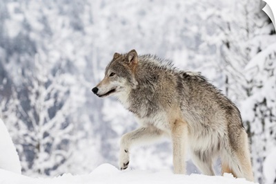 Female Tundra Wolf in snow