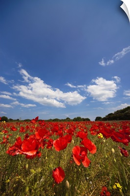 Field Full Of Red Flowers; Northumberland, England