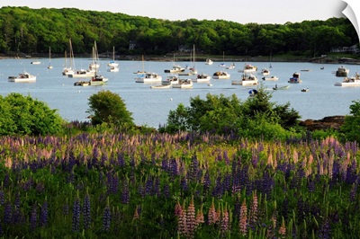 Field of flowering lupines in front of a boat-filled Round Pond.; Round Pond, Maine.