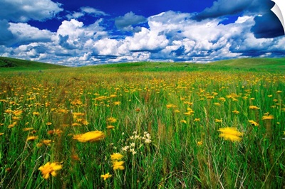 Field Of Flowers, Grasslands National Park, Saskatchewan, Canada