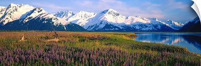 Field Of Lupine Flowers Along Turnagain Arm, Southcentral, Alaska
