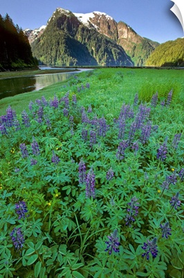 Field of Lupine & Rudyerd River Misty Fjords Monument