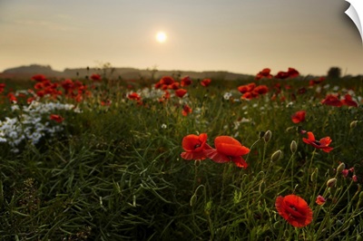 Field Of Poppies, Midlothian, Scotland, United Kingdom