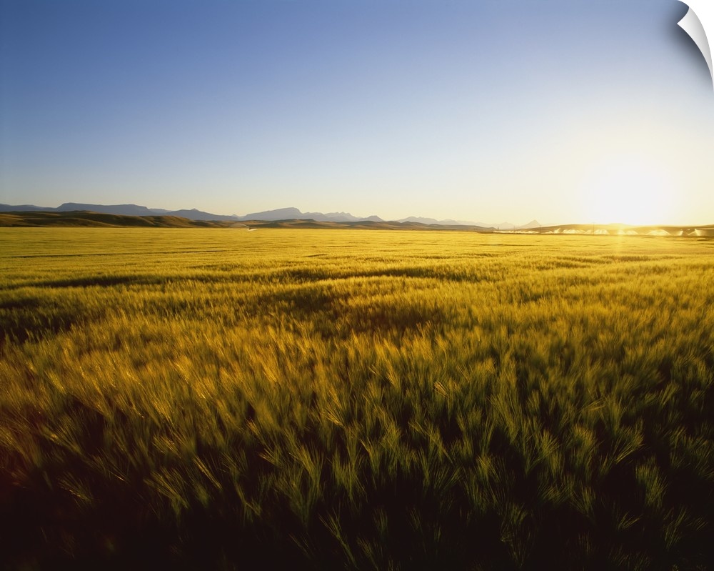 Field of ripening barley in sunset light with the Rocky Mountains in the distance