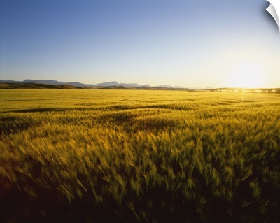 Field of ripening barley in sunset light with the Rocky Mountains in the distance