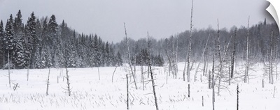 Field Of Snow In A Forest During A Winter Storm, Mont Saint Saveur, Quebec, Canada