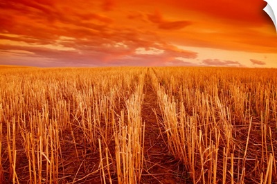 Field of wheat stubble at sunset, near Ponteix, Saskatchewan, Canada
